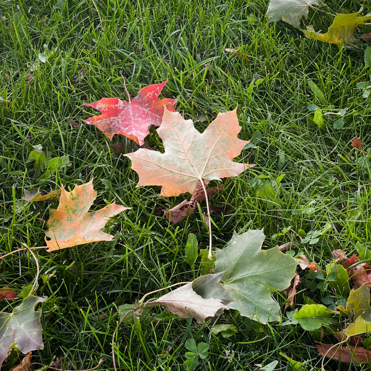 Fallen leaves on grass changing to fall colors